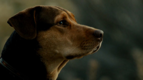 《一条狗的回家路》联合国家地理 曝“情寄归途“特辑