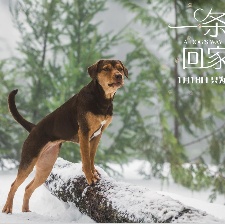 一條狗的回家路