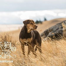 一條狗的回家路