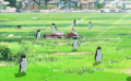日本动画电影《企鹅公路》发布中字预告