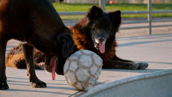 智利纪录片《犬犬风尘》冲刺2019香港国际电影节