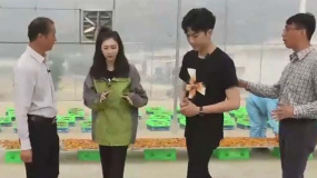 野生食用菌怎样生长? 快和江疏影到云南永胜一起长知识!