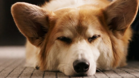 《一条狗的使命2》回归版预告片