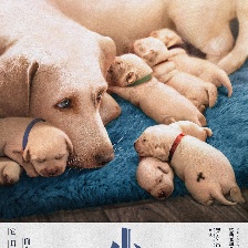 小Q