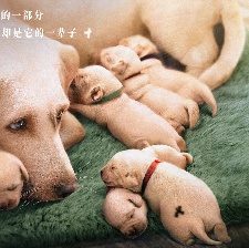 小Q