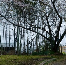 尺八·一聲一世