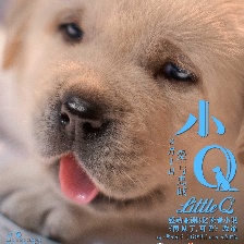 小Q