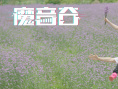 魔音谷