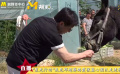 張北懷安毛驢車引起大哥注意 小毛驢受到摸頭喂食照顧