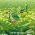 北野武回顧展將舉行 開(kāi)幕片為《菊次郎的夏天》