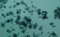 《網(wǎng)絡(luò)兇鈴》先導(dǎo)預(yù)告
