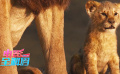 电影全解码：《狮子王》动画翻拍电影的得与失