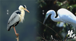 龍?zhí)撞惠斨鹘菓?！《鷺世界》黃河眾鳥精彩亮相