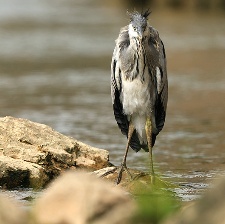鷺世界