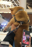 被迫追星！ 粉絲為吸引劉昊然注意力當眾舉柴犬