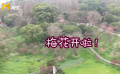 不負(fù)春光 云賞花！ 武漢東湖公園梅花美麗綻放