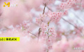 航拍武漢東湖櫻花盛開！待疫情結(jié)束共賞繁花之美