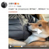爱犬“瓢哥”疯狂拆家 王珞丹：这货能退吗？