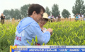 村民家有喜事之山西云州 “小黃花”做成脫貧“搖錢草”