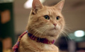治愈系橘猫鲍勃去世 难忘电影中那些让人一见倾心的动物