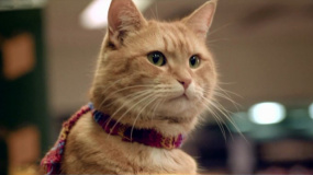 治愈系橘猫鲍勃去世 难忘电影中那些让人一见倾心的动物