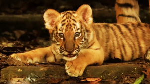 动物与小孩最难拍 《虎兄虎弟》中的精彩画面是如何呈现的？