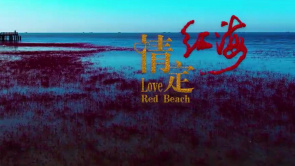 《情定红海滩》主题曲《情定红海》...
