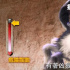 動畫《瘋狂原始人2》發(fā)布“最狂野野生動物”特輯