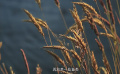 144号作品：“爱迪生”牛向刚