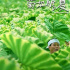 北野武《菊次郎的夏天》為何動人？