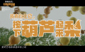 電影《按下葫蘆起來梨》2月3日上線