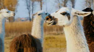 秘鲁“国宝”羊驼有多受欢迎？来看《丁丁历险记》中的秘鲁元素