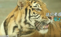 動物演員誕生記