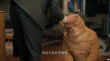 胡歌出演16岁橘猫挑战动物演技 网友赞人猫合一