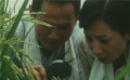 袁老千古，精神永在！袁隆平11年研制出杂交水稻种植技术