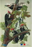 美國鳥類