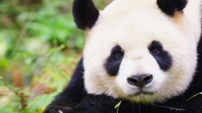 世界环境日 电影人助力环保 用影像展现美丽的中国