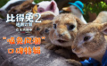《比得兔2：逃跑计划》“吸兔风潮”口碑特辑