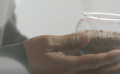一捧種子的故事 焦裕祿為蘭考種下了第一株泡桐樹(shù)