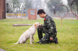 忠犬流浪记