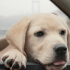 《忠犬流浪记》定档8.20 温情演绎中国版忠犬八公