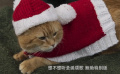 《流浪猫鲍勃2：鲍勃的礼物》定档预告