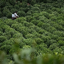 龍井