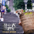 《忠犬流浪記》定檔8.20 根據(jù)搜救犬真實(shí)原型改編