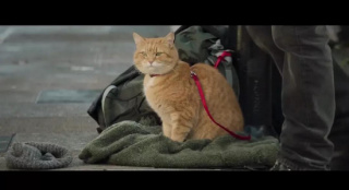 《流浪猫鲍勃2》网红橘猫惹人爱 动物为什么难拍