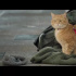 《流浪猫鲍勃2》网红橘猫惹人爱 动物为什么难拍