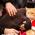 《流浪猫鲍勃2：鲍勃的礼物》国内定档8月6日