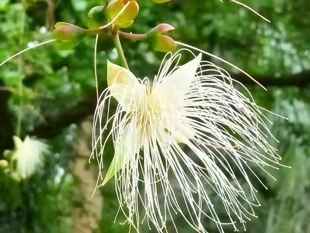 琼花玉蕊图片