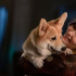 Netflix《星際牛仔》剛上線一個(gè)月就被砍