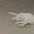 警方通報《當家主母》因拍攝致貓死亡:事實不成立